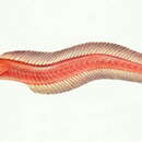 صورة Odontamblyopus rubicundus (Hamilton 1822)