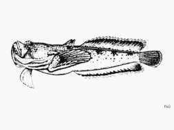 Image of Schmitt&#39;s toadfish