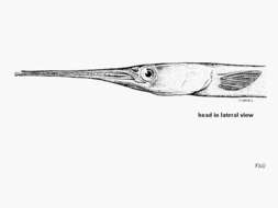 Image of Shoulderspot needlefish