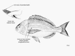 Image of Spondyliosoma