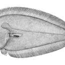 Image of Asaedae flounder