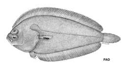 Image of Asaedae flounder