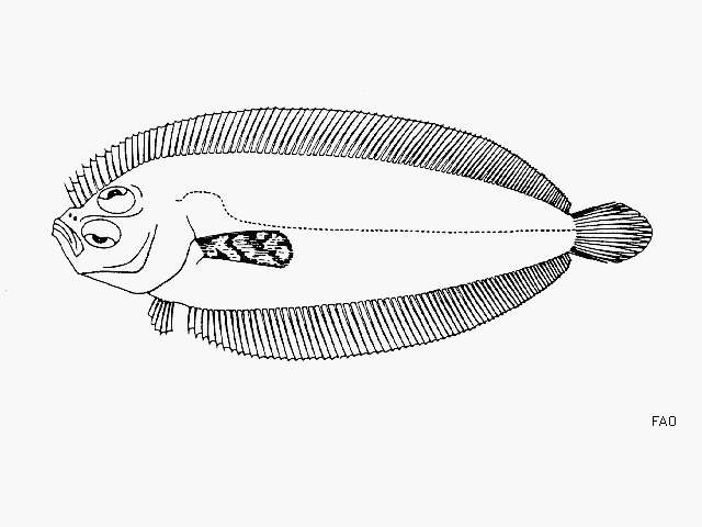 Image of Pacific deepwater flounder