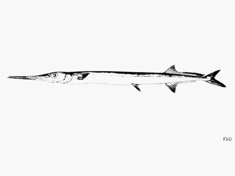 Image of Agujon needlefish