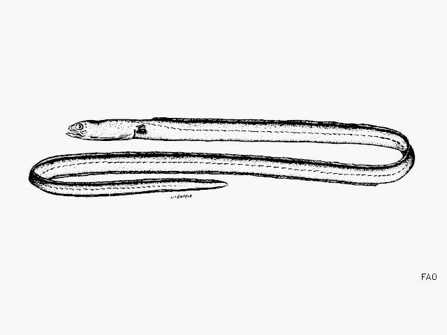 Image of Dotted garden eel