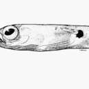 Image of Cape garden eel