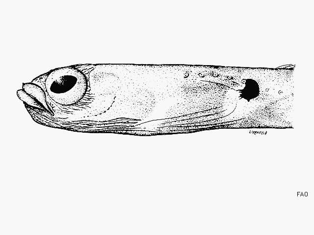 Image of Cape garden eel