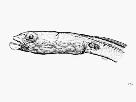 Image of Cortez garden eel