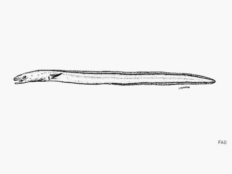 Image of Gilbert&#39;s garden eel