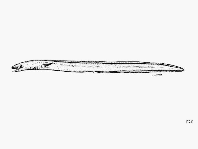 Image of Gilbert&#39;s garden eel