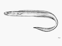 Image of Bathycongrus macrurus