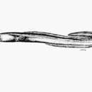 Image of Evermann&#39;s conger