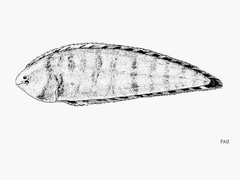 Image of Chocolate tonguefish