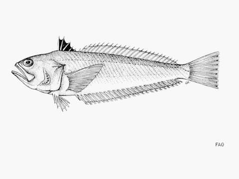 Image of Echiichthys