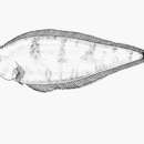 Image of Dwarf tonguefish