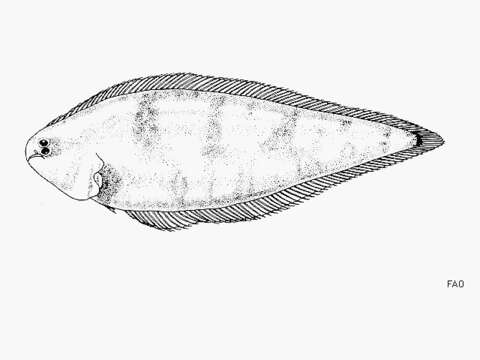 Image of Dwarf tonguefish