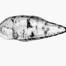 Image of Spotfin tonguefish