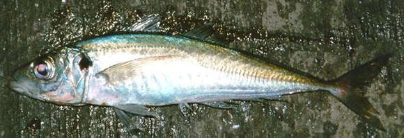 Image of Atlantic Horse Mackerel