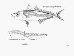 Image of Atlantic Horse Mackerel