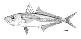 Image of Atlantic Horse Mackerel