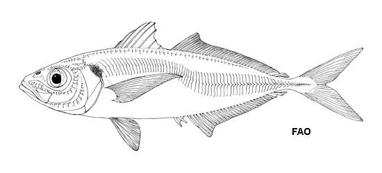 Image of Atlantic Horse Mackerel