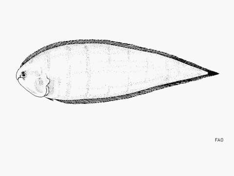 Image of Halfstriped tonguefish