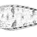 Image of Mottled tonguefish