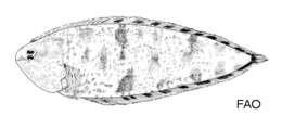 Image of Mottled tonguefish
