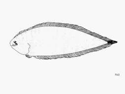 Image of William&#39;s tonguefish