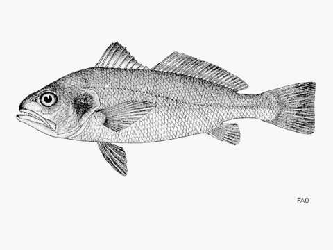 Image of Bigeye croaker