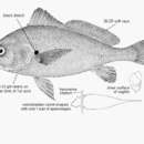 Image of Croaker