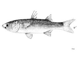 Image of Keeled mullet