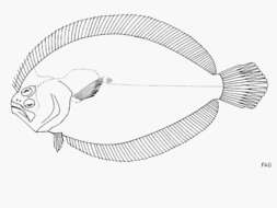 Pseudorhombus malayanus Bleeker 1865 resmi