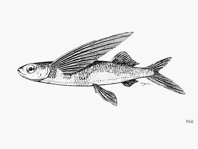 Слика од Cheilopogon spilonotopterus (Bleeker 1865)