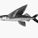 Image of Whitetip flyingfish
