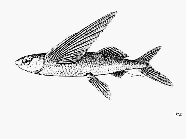 Image of Narrowhead flyingfish