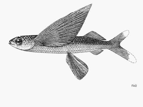 Image of Panamic flyingfish