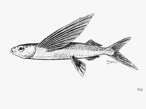 Image of Banded flyingfish