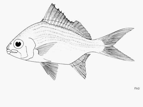 Image of Mojarra