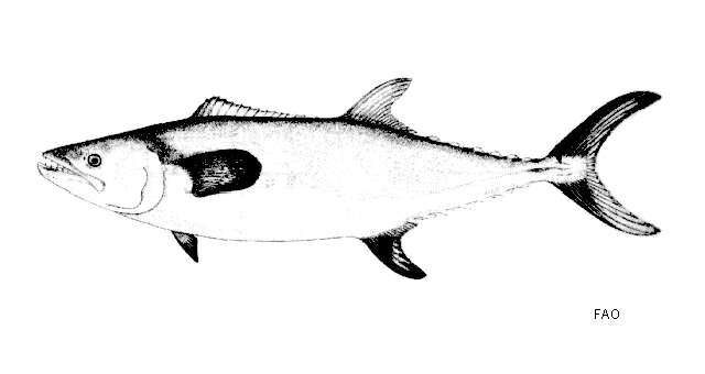 Image of Chinese Seerfish