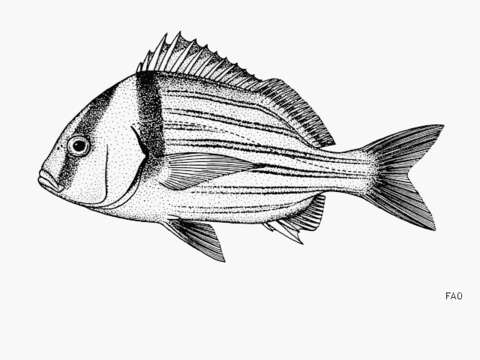 Image of Panama porkfish