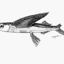 Image of Whitespot flyingfish