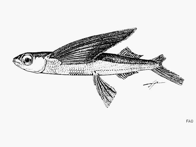 Image of Whitespot flyingfish