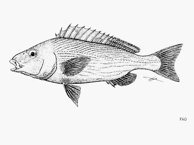 Sivun Orthopristis reddingi Jordan & Richardson 1895 kuva