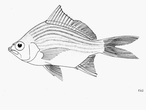 Image of Streaked mojarra