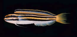 Image of Lined fangblenny