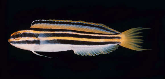 Image of Lined fangblenny