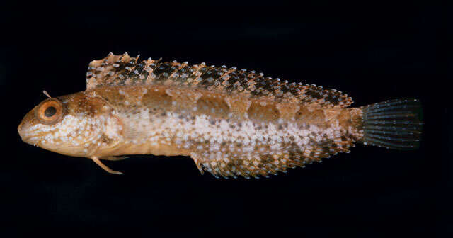 Image of Wolf Fangblenny