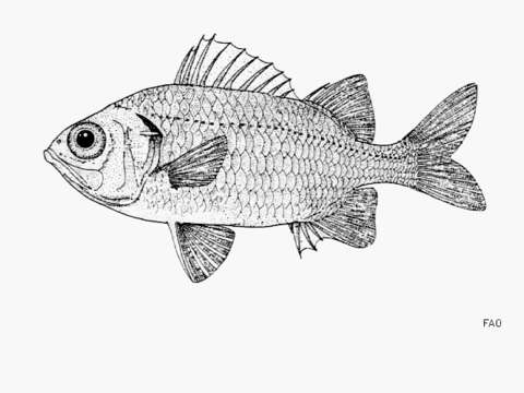 Image of Cardinal soldierfish