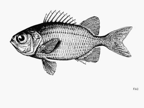 Image of Panamic soldierfish